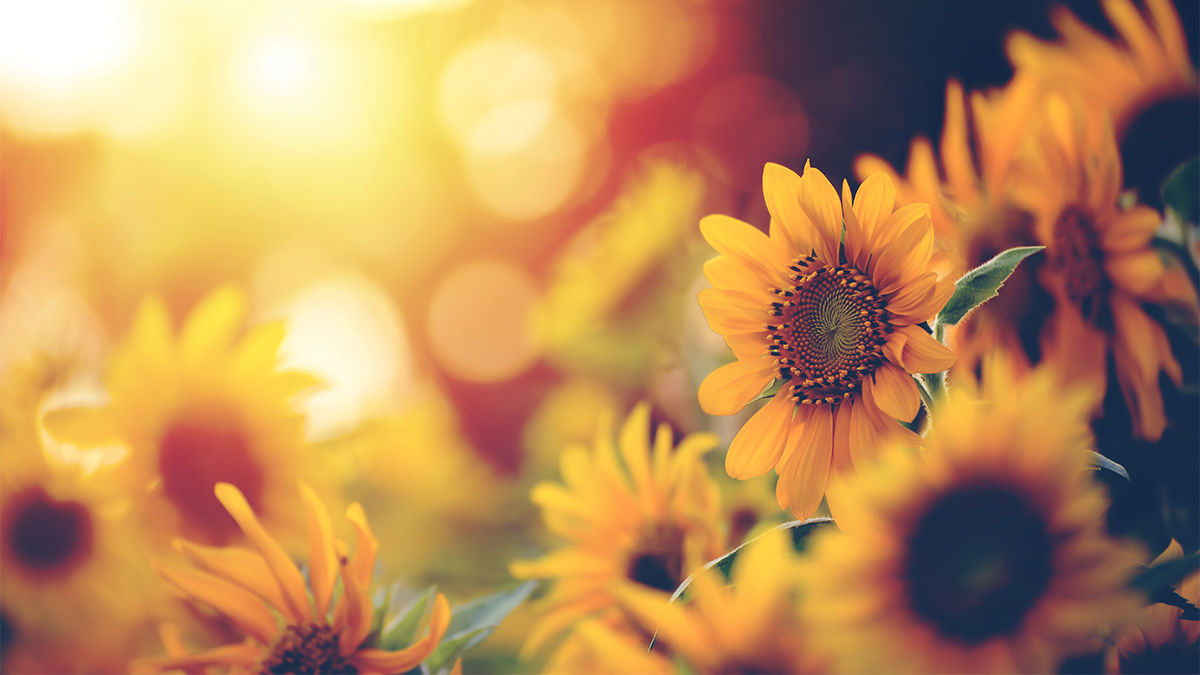 AdobeStock 307776623 1200